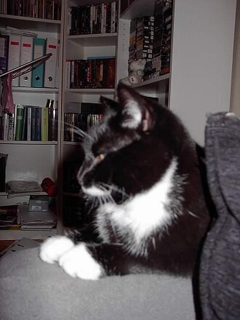 Huskat Gucci billede 14