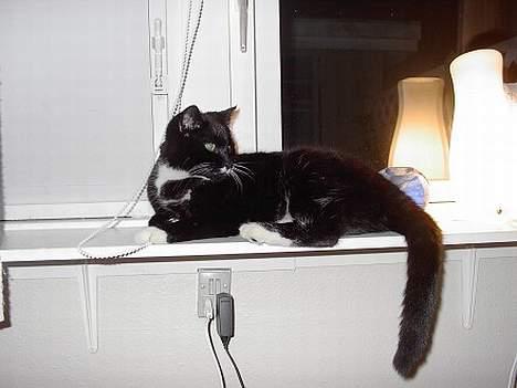 Huskat Gucci billede 15