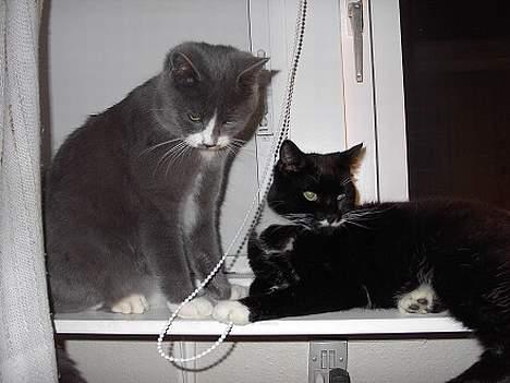 Huskat Gucci billede 16