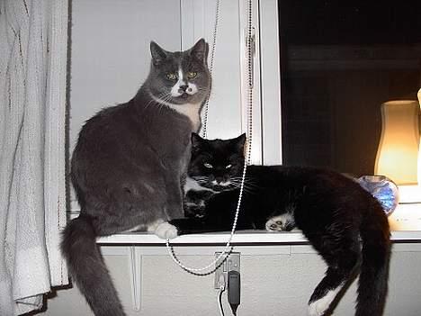 Huskat Gucci billede 17