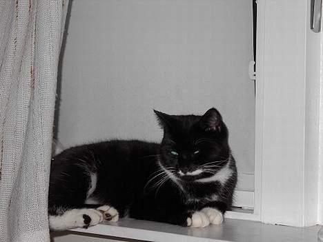 Huskat Gucci billede 18