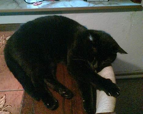 Huskat plet billede 1