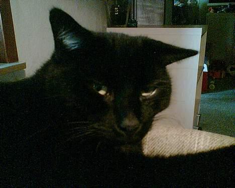 Huskat plet billede 2