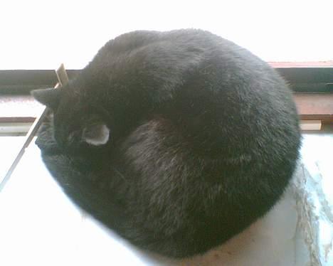 Huskat plet billede 3