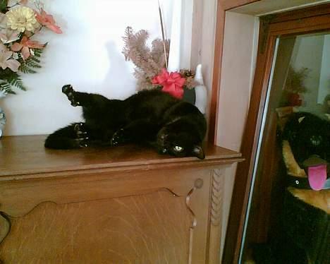 Huskat plet billede 4