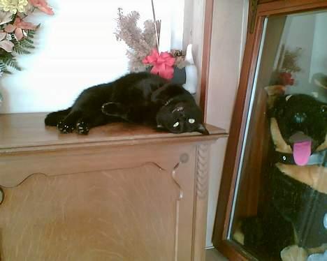 Huskat plet billede 5