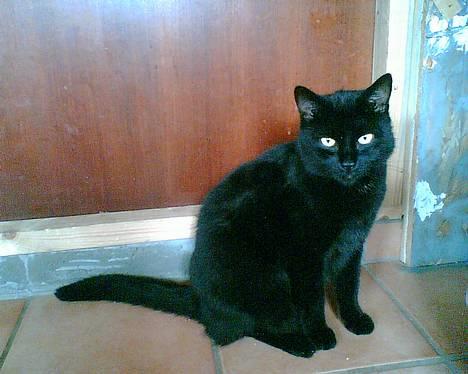 Huskat bamse billede 1