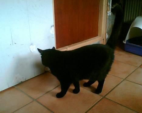 Huskat bamse billede 2