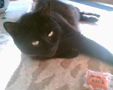 Huskat bamse billede 3