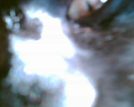 Huskat bamse billede 4