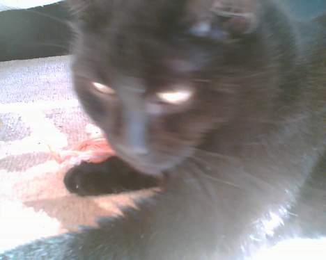 Huskat bamse billede 5