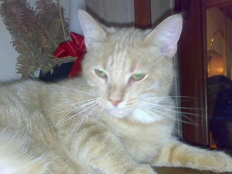 Huskat lucky (DØD) billede 1