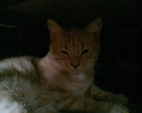 Huskat lucky (DØD) billede 2