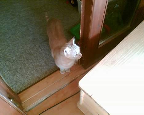 Huskat lucky (DØD) billede 3