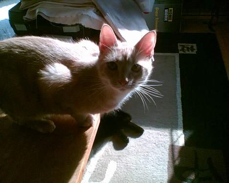 Huskat lucky (DØD) billede 4