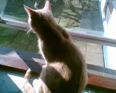 Huskat lucky (DØD) billede 5