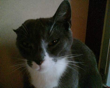 Huskat perle billede 1