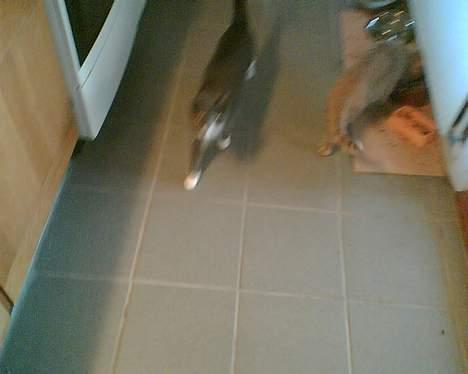 Huskat perle billede 2