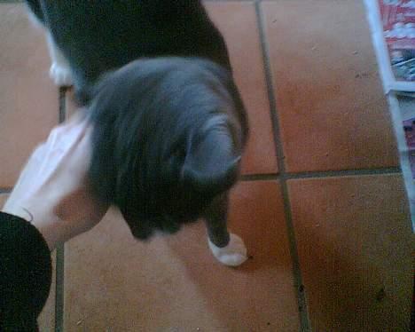 Huskat perle billede 3