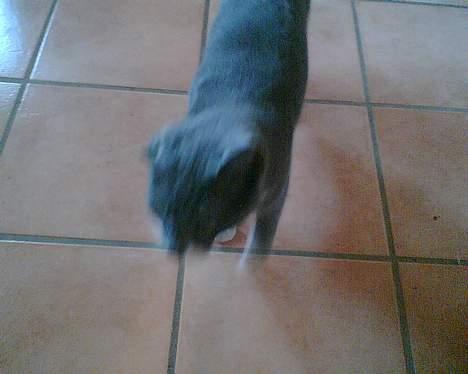 Huskat perle billede 4