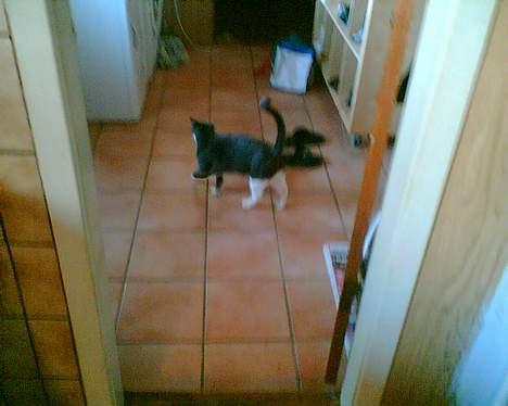 Huskat perle billede 5