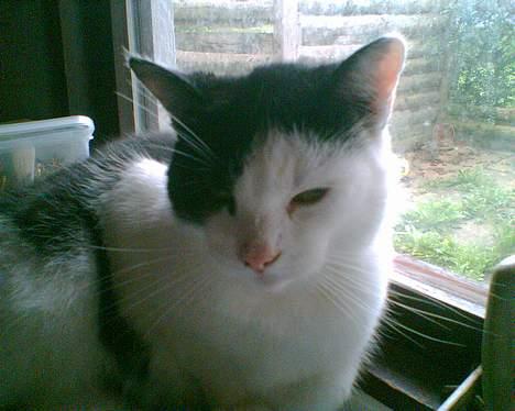 Huskat kit billede 3