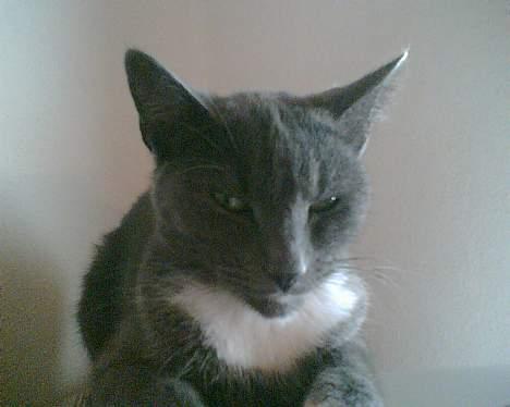 Huskat futte billede 1