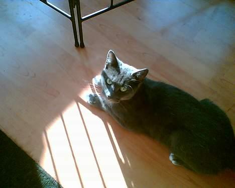 Huskat futte billede 2