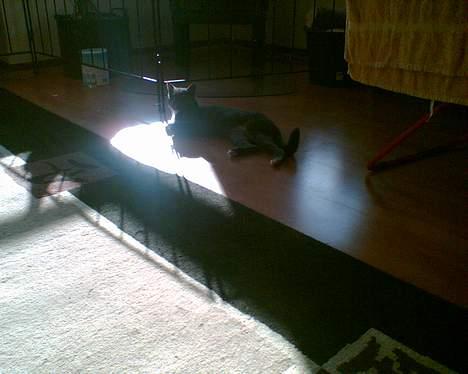 Huskat futte billede 3