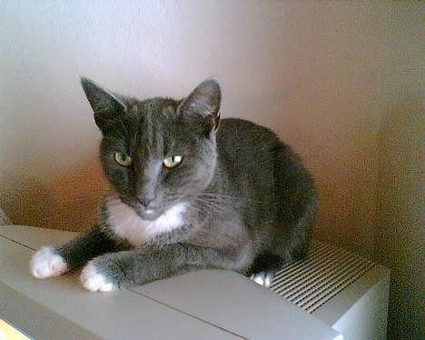 Huskat futte billede 4