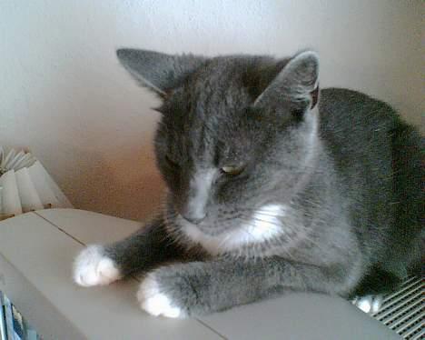 Huskat futte billede 5