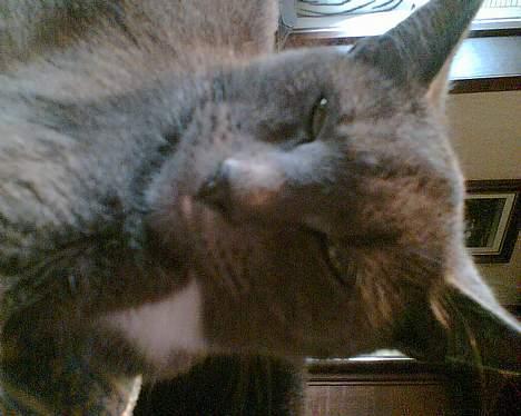 Huskat futte billede 6