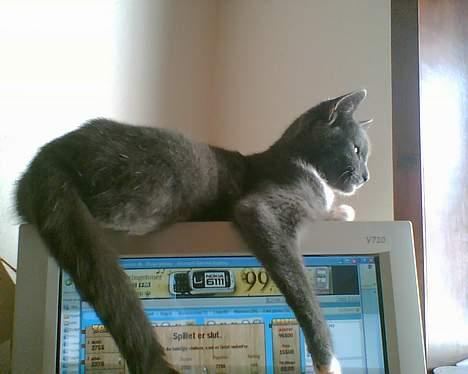 Huskat futte billede 7