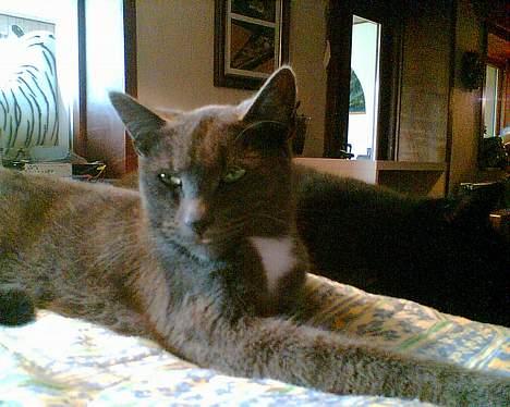 Huskat futte billede 8