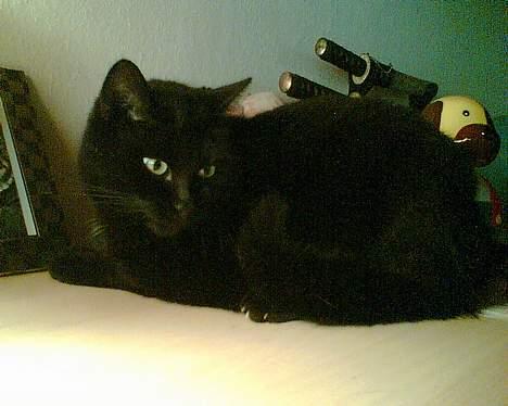 Huskat buller billede 1