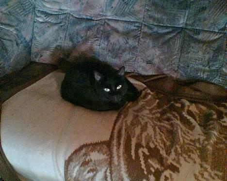 Huskat buller billede 2