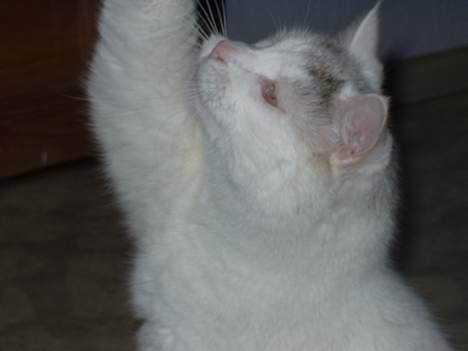 Huskat Mougli - hej "mor" hvad har du?? billede 7