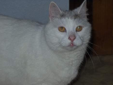 Huskat Mougli - hvad skal vi lave?? billede 8