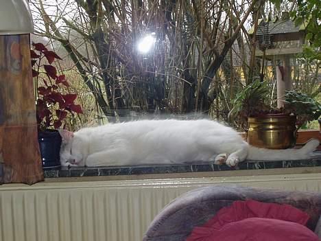 Huskat Mougli - åhhh hvor dejlig varmt her Mmmiav.. billede 9