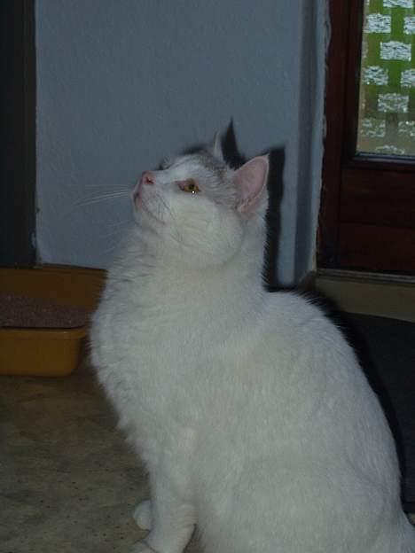 Huskat Mougli - er jeg ikke bare dejlig?? billede 10