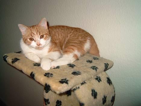 Blanding af racer Linus billede 1