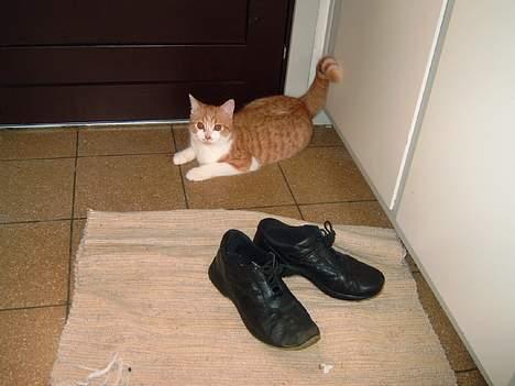 Blanding af racer Linus billede 6