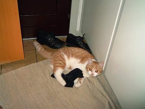 Blanding af racer Linus - Han kan godt at stjæle (og bide i/ødelægge) mine strømper... billede 8