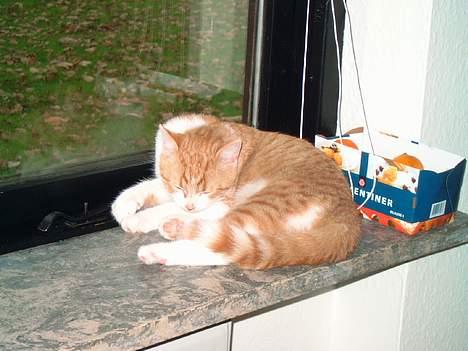 Blanding af racer Linus billede 9