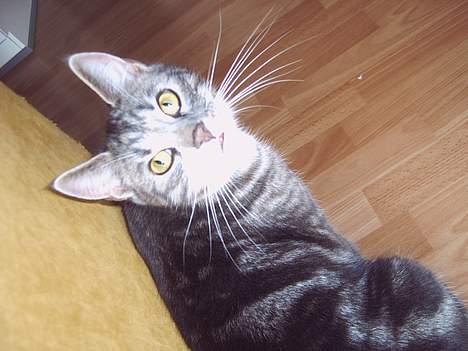 Blanding af racer Toolu lusifer - Min flotte Toolu i:  billede 8