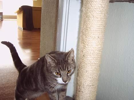 Blanding af racer Toolu lusifer - nåde ikke og ta det da han kressede (:  billede 9