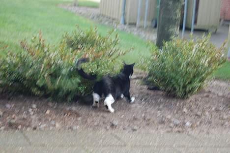 Huskat Milla - BØH!! billede 16