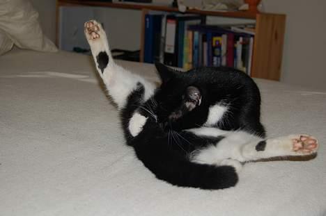 Huskat Milla - God hygiejne er vigtig... (!) billede 17