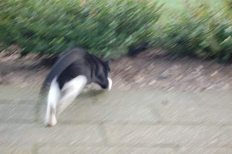 Huskat Milla - Jeg er egentligt jaguar (undercover) billede 18