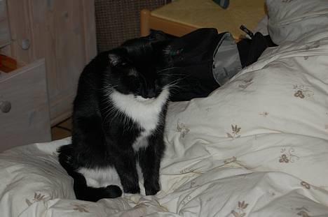 Huskat Milla - Åhh... skal jeg op nu?? billede 19